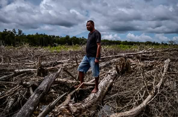 Mann im Kahlschlaggebiet in Wanam bei Merauke, Süd-Papua