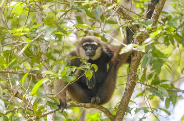 Schwarzhandgibbon, Primat