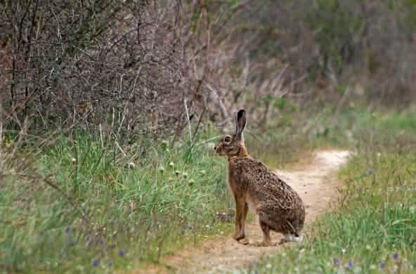 Feldhase sitzt auf Feldweg