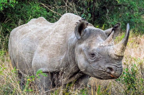 Spitzmaulnashorn