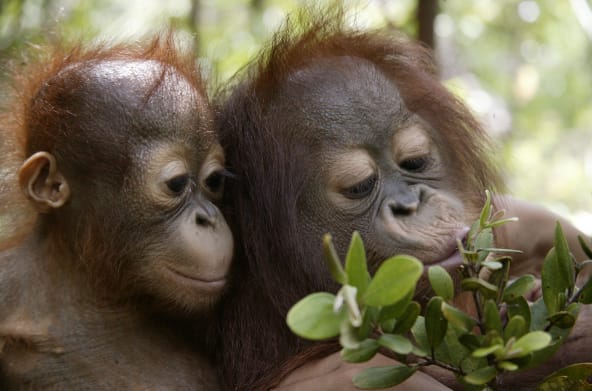 Zwei junge Orang-Utans erkunden Pflanzen