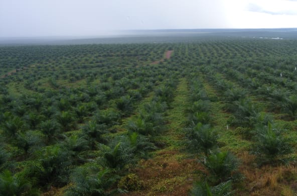 Palmölplantage