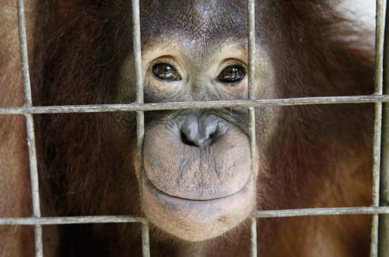 Orang-Utan guckt aus Käfig heraus