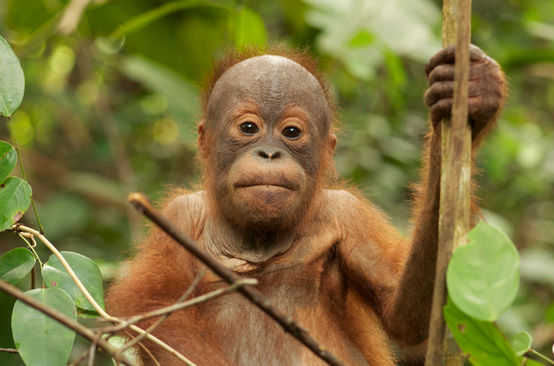 Orang Utan Baby