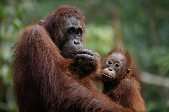 Orang-Utan mit seinem Baby