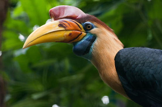 Hornvogel