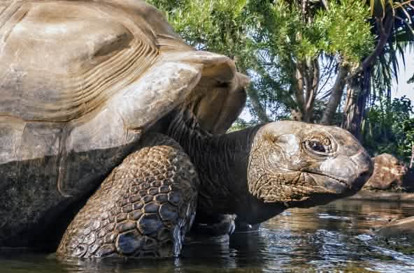Aldabra-Riesenschildkröte (Aldabrachelys gigantea)