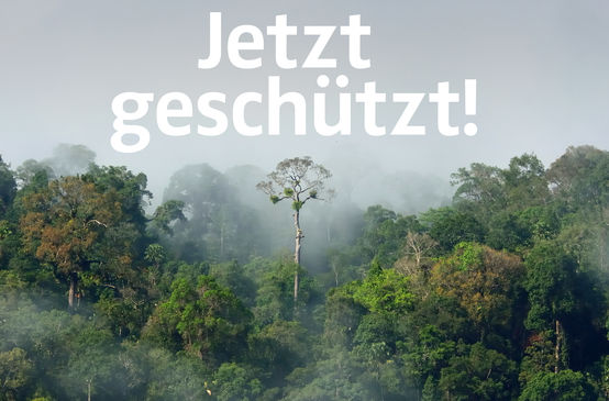 Amazonas Regenwald mit Text "Jetzt geschützt!"