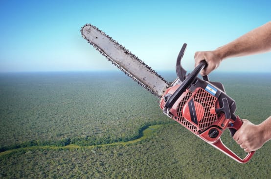 Fotomontage: Vor eine Luftaufnahme des Chaco-Waldes halten zwei Hände eine Motorsäge ins Bild