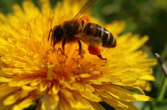 Eine Biene sammelt Nektar und Pollen auf einer Blüte