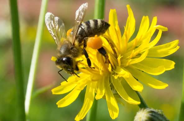 Biene bestäubt gelbe Blüte