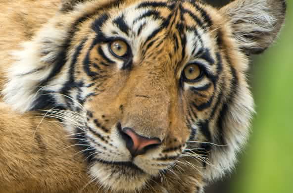 Bengale Tiger