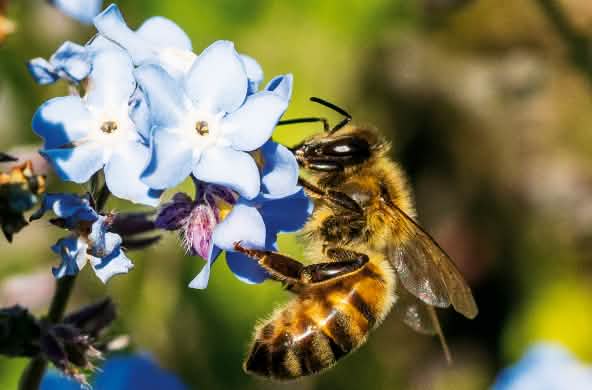 Biene auf Blüte