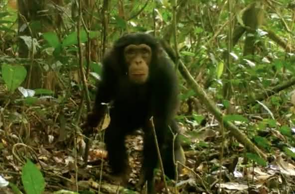 Schimpanse im Grebo-Krahn Nationalpark, Liberia