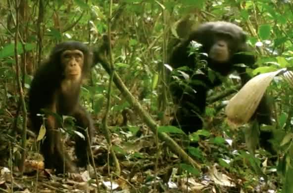 Schimpansen im Grebo-Krahn Nationalpark, Liberia