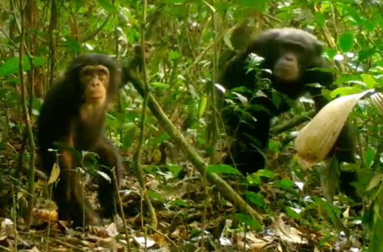 Schimpansen im Grebo-Krahn Nationalpark, Liberia