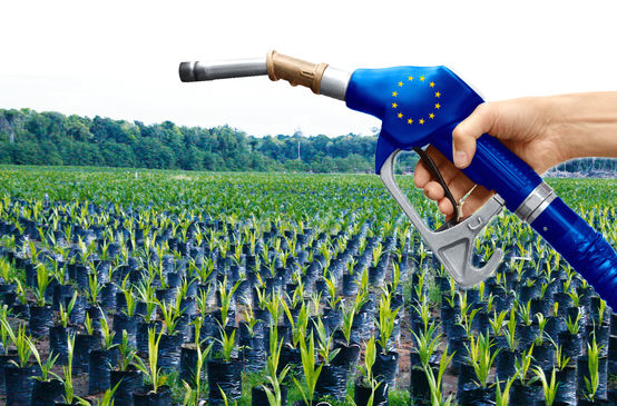 Palmöl Biosprit EU