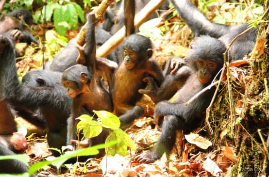 Eine Gruppe junger Bonobos