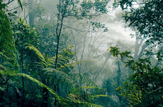 Regenwald auf Borneo