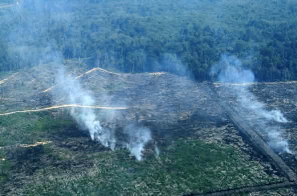 Brandrodung im Tripa Torfmoor