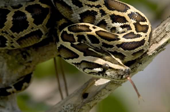 Dunkler Tigerpython in den Everglades, Florida