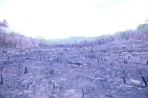 Eine verbrannte Fläche im Cerrado-Wald
