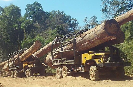 Lkw schmuggeln illegal in Kambodscha geschlagenes Holz nach Vietnam