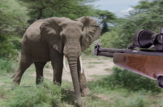 Bildmontage, bei der ein Jagdgewehr auf einen Afrikanischen Elefant zielt.