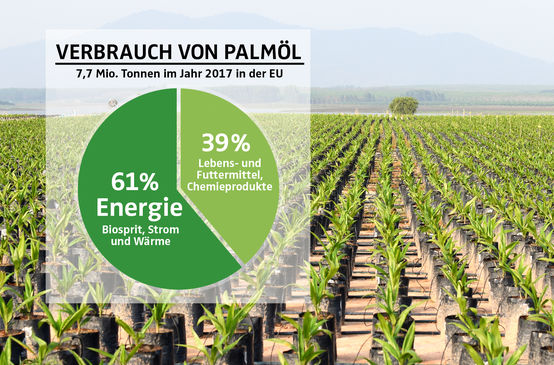 COLLAGE - Diagramm Palmölverwendung EU 2017 mit Palmölplantage als Hintergrund