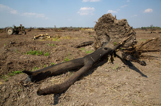 Abgebrannter Baum für Anlage von Soja-Plantage im Gran Chaco