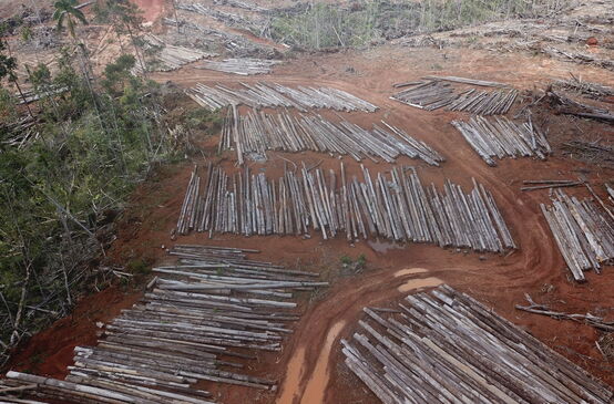 Abholzung für Palmölplantage von PT Digoel Agri in Papua