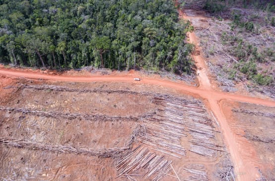 Luftbild: Rodung für Palmölplantage der Firma Korindo in Papua