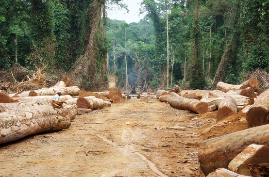 Gefällte Urwaldstämme liegen rechts und links an einer Holzfällerpiste im Regenwald