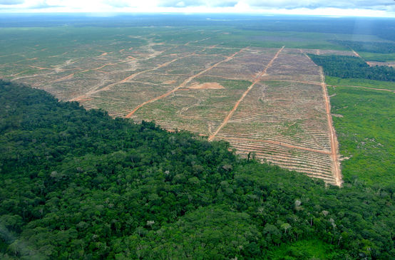 Luftbild einer Rodung für Palmöl in Peru