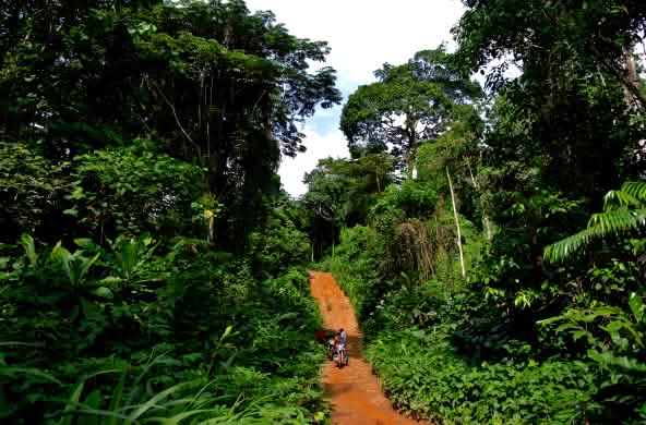 Eine Urwaldpiste zieht sich durch den Regenwald im Cross River Nationalpark
