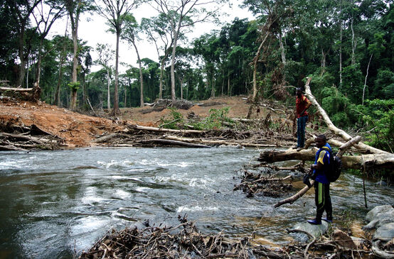 Rodung für eine geplante Straßen durch den Regenwald in Nigeria