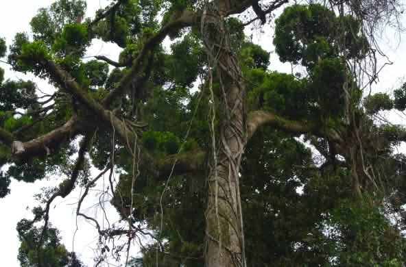 Krone eines großen Baumes in Nigeria