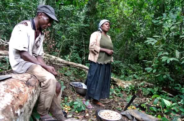 Verarmte Frau in Nigeria sammelt Forest Mangos