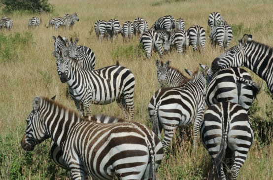Zebras in der Savanne
