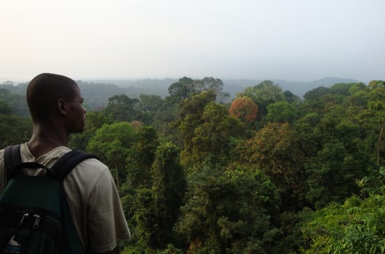 Regenwald südlich des Korup Nationalparks, Kamerun
