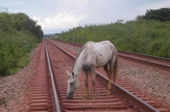 Ein Pferd sucht zwischen den Schwellen eines Bahngleises nach Nahrung