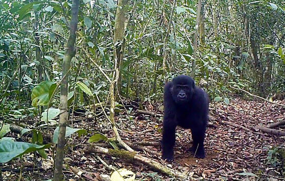 Gorilla im Ebo Forest, Kamerun