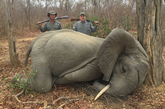 Elefant Jaeger in Simbabwe