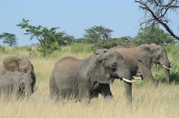Elefantenherde in Serengeti