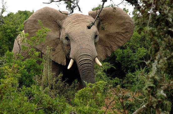 Afrikanischer Elefant im Wald