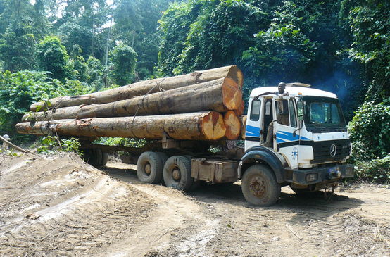 Ein Holzlaster transportiert Tropemholzstämme im Regenwald von Afrika