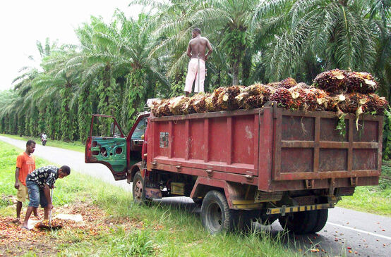 Staatliche Ölpalmplantage in bei Manokwari, Westpapua