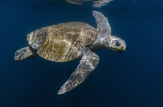 Olive Ridley Meereschildkröte