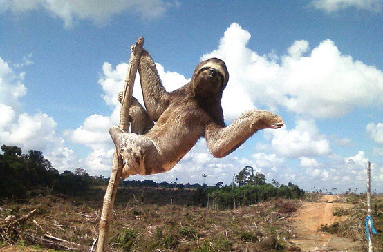 Dreifingerfaultier auf einer abgeholzten Regenwaldfläche in Peru