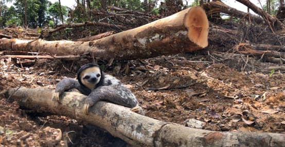 Ein Weißkehl-Faultier klammert sich an den Stamm eines gefällten Baums im Regenwald